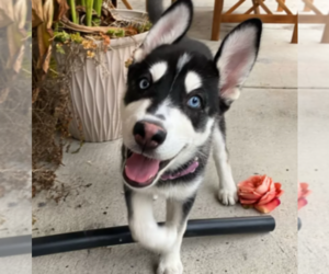 Alaskan Husky Puppy for sale in AUSTIN, TX, USA