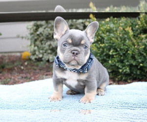 French Bulldog Puppy for sale in SEATTLE, WA, USA