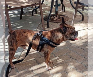 Faux Frenchbo Bulldog Dogs for adoption in Huntington Beach, CA, USA