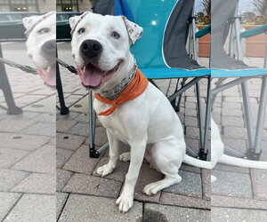 American Pit Bull Terrier-Unknown Mix Dogs for adoption in Germantown, OH, USA