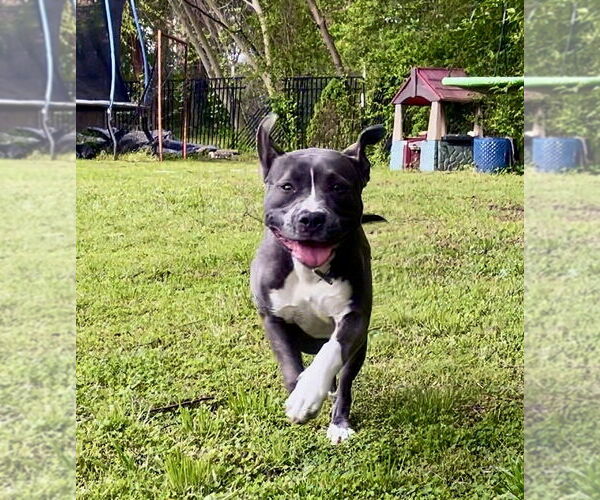 Medium Photo #5 American Staffordshire Terrier-Unknown Mix Puppy For Sale in Raleigh, NC, USA
