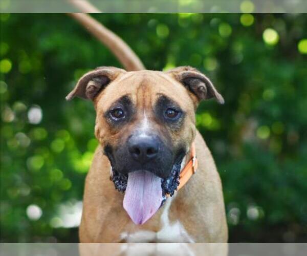 Medium Photo #1 Boxer-Unknown Mix Puppy For Sale in Tavares, FL, USA