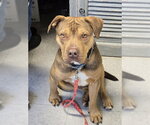 Small Photo #5 Mutt Puppy For Sale in North Myrtle Beach, SC, USA
