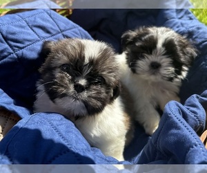 Shih Tzu Puppy for sale in FAIR HAVEN, MI, USA