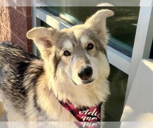 Alaskan Malamute-Unknown Mix Dogs for adoption in Pueblo, CO, USA