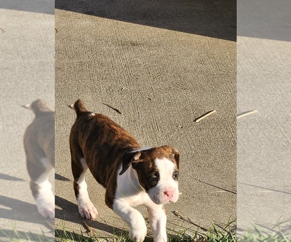 Medium Photo #4 Boxer Puppy For Sale in COXS CREEK, KY, USA