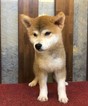 Small Photo #14 Shiba Inu Puppy For Sale in LOS ANGELES, CA, USA