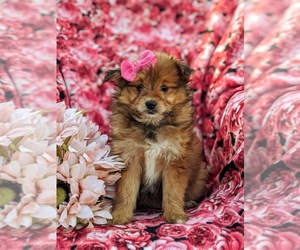 Pom-A-Poo Puppy for sale in OXFORD, PA, USA