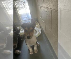 Mutt Dogs for adoption in Santa Cruz, CA, USA