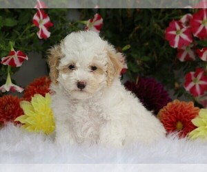 Poodle (Toy) Puppy for sale in FREDERICKSBG, OH, USA