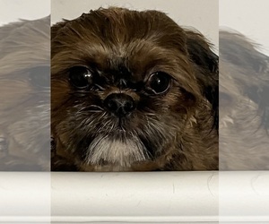 Father of the Shih Tzu puppies born on 04/19/2023