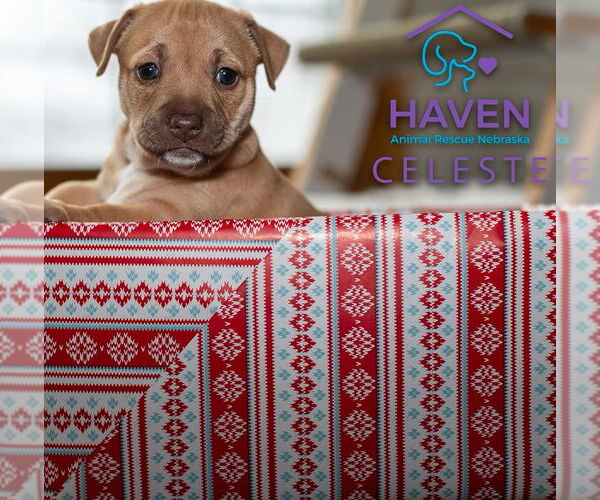 Medium Photo #2 Dachshund-Unknown Mix Puppy For Sale in Omaha, NE, USA