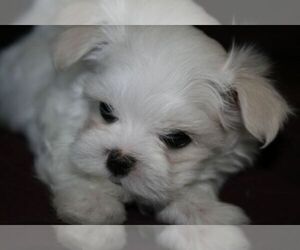 Maltese Puppy for sale in FORT WAYNE, IN, USA