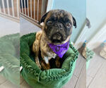 Small Photo #3 Pug Puppy For Sale in Indianapolis, IN, USA