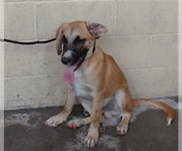 Medium Photo #1 German Shepherd Dog-Unknown Mix Puppy For Sale in Downey, CA, USA