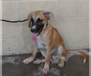 German Shepherd Dog-Unknown Mix Dogs for adoption in Downey, CA, USA