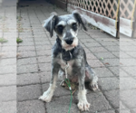 Small Mutt