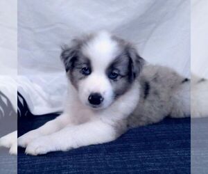 Australian Shepherd Puppy for sale in LINDEN, TN, USA