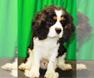 Father of the Cavalier King Charles Spaniel puppies born on 04/20/2022