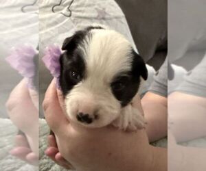 Australian Shepherd Puppy for sale in WEBSTER, FL, USA