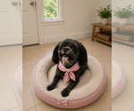 Small #7 Shih-Poo