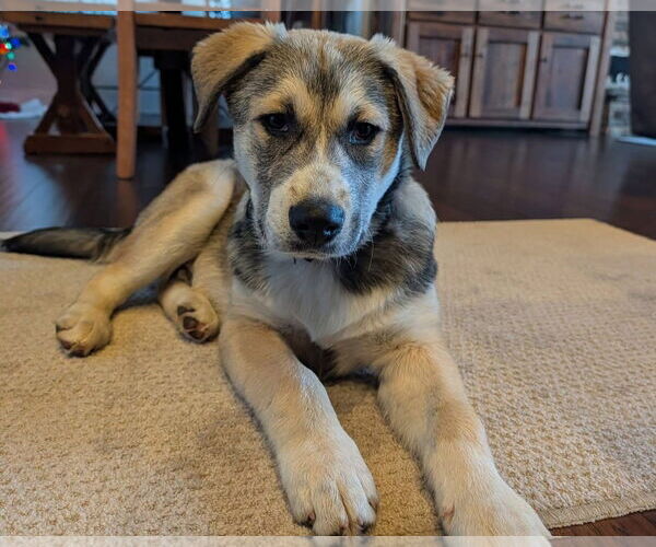 Medium Photo #1 Labrenees Puppy For Sale in Blairsville, GA, USA