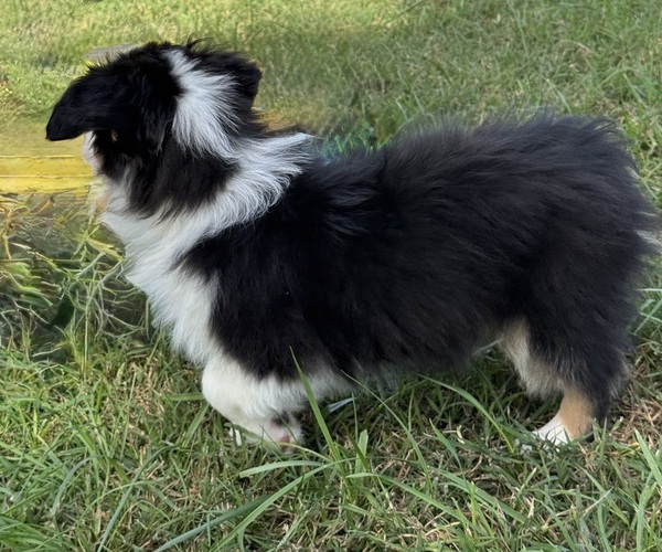 Medium Photo #9 Miniature American Shepherd Puppy For Sale in NOLENSVILLE, TN, USA