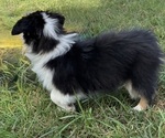 Small #8 Miniature American Shepherd