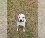 Small #3 Jack Russell Terrier Mix