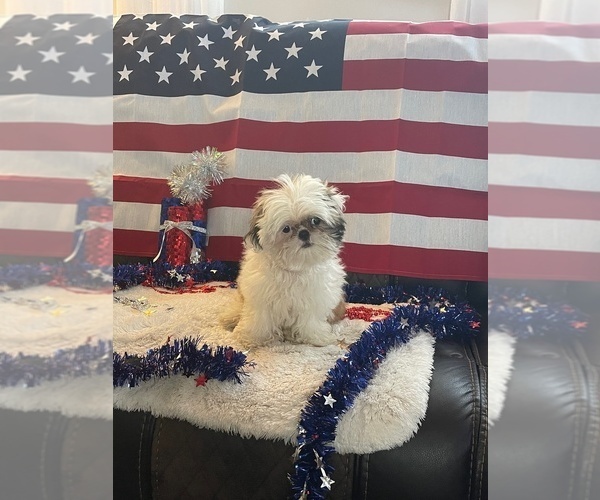 Medium Photo #2 Shih Tzu Puppy For Sale in SEBRING, FL, USA