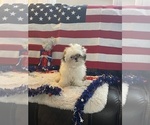 Small #1 Shih Tzu