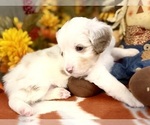 Small #4 Miniature Australian Shepherd