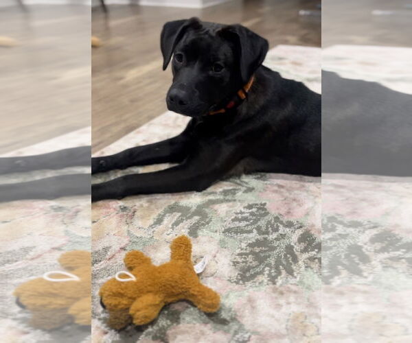 Medium Photo #4 American Pit Bull Terrier-Labrador Retriever Mix Puppy For Sale in Princeton, MN, USA