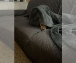 Small #2 Chiweenie