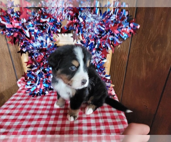 Medium Photo #4 Bernese Mountain Dog Puppy For Sale in BLACK FOREST, CO, USA