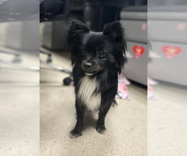 Medium Photo #1 Chion Puppy For Sale in Mundelein, IL, USA