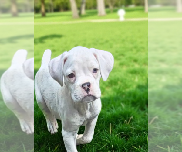 Medium Photo #1 Boxer Puppy For Sale in WONDER LAKE, IL, USA