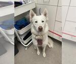 Small Siberian Husky