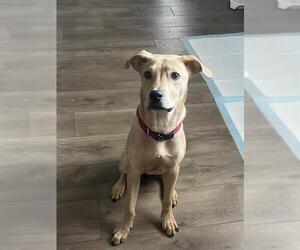Labrador Retriever-Unknown Mix Dogs for adoption in San Antonio, TX, USA