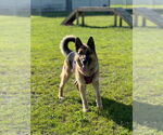 Small #14 German Shepherd Dog
