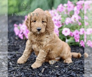 Goldendoodle (Miniature) Puppy for sale in GORDONVILLE, PA, USA