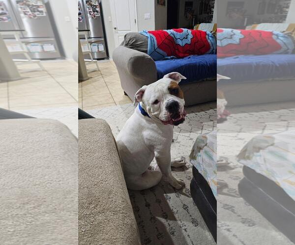 Medium Photo #5 Olde Bulldog Puppy For Sale in Chandler, AZ, USA