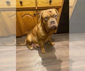 Mother of the Dogue de Bordeaux puppies born on 02/04/2022