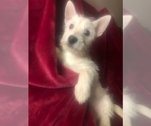 West Highland White Terrier Puppy for sale in BUELL, MO, USA