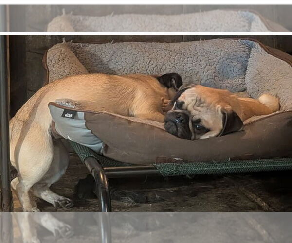 Medium Photo #3 Pug Puppy For Sale in Bon Carbo, CO, USA