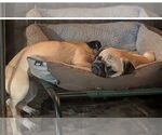 Small #2 Pug