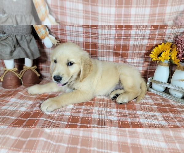Medium Photo #2 Golden Retriever Puppy For Sale in FALCON, CO, USA