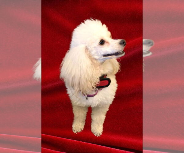 Medium Photo #2 Poodle (Miniature) Puppy For Sale in Lincolnwood, IL, USA