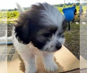 Shih Tzu Puppy for sale in CALLAO, VA, USA