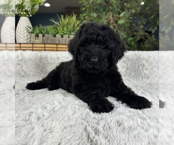 Medium Photo #1 Labradoodle Puppy For Sale in GREENFIELD, IN, USA